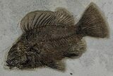 Detailed Fossil Fish (Priscacara Serrata) - Wyoming #349248-1